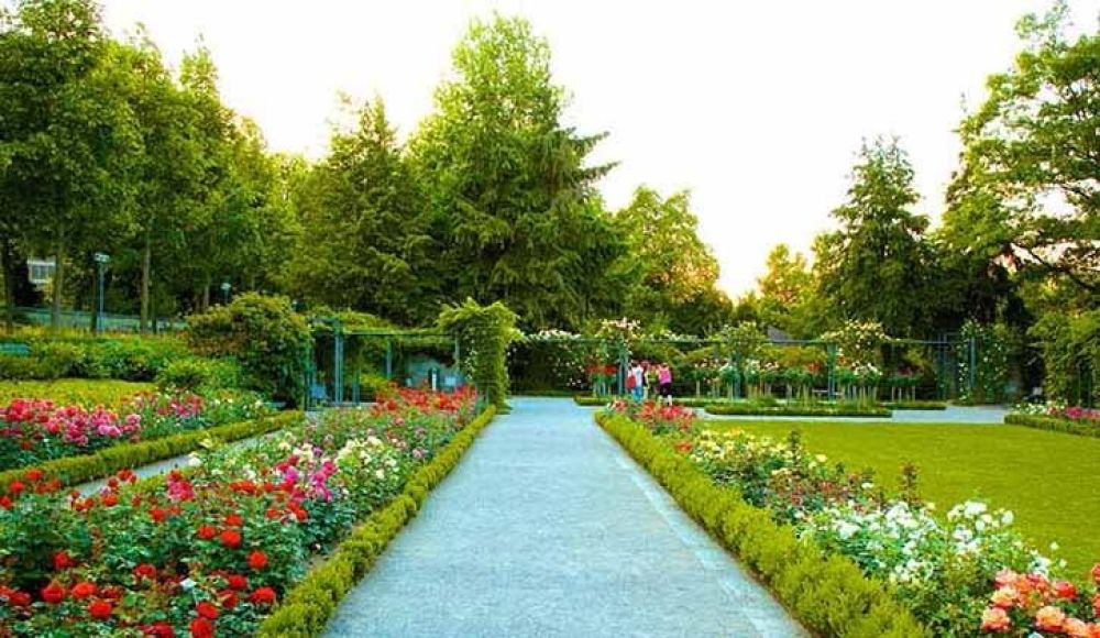 Rose garden
